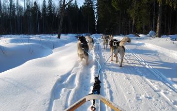 husky dog sledding hen party