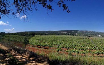 quinta da tor vineyard tour and tasting hen party