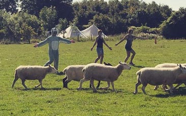 sheep herding hen party