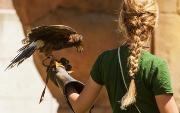 falconry hen party activity