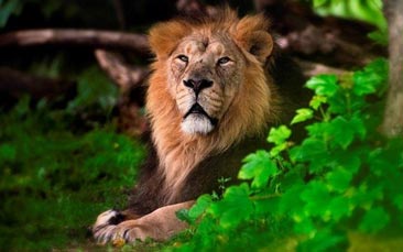 london zoo