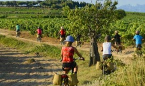 Barcelona Vineyard