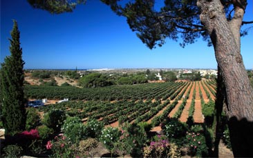 albufeira vineyard tour